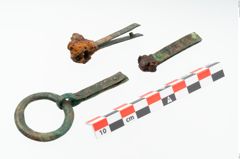 Foto von Bronzegürtelzwingen (NHMW-PRAE-023650)
